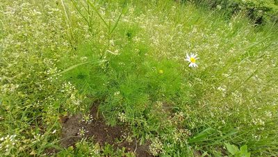 Tripleurospermum inodorum, photographed by Tatiana Strus