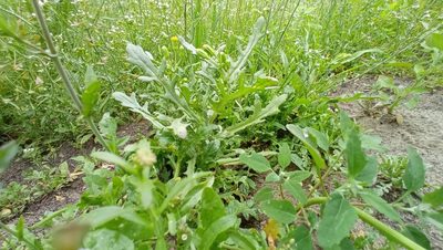 Senecio vulgaris, photographed by Tatiana Strus