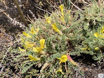 Astragalus rhizanthus, photographed by John Kenrick Gibson
