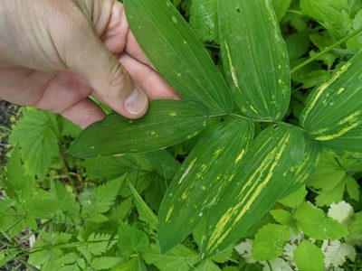 Polygonatum biflorum, photographed by Cleveland Powell