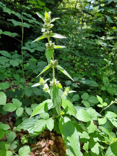Stachys alpina, photographed by veroalsace