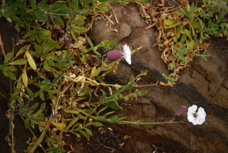 Silene uniflora, photographed by desertnaturalist
