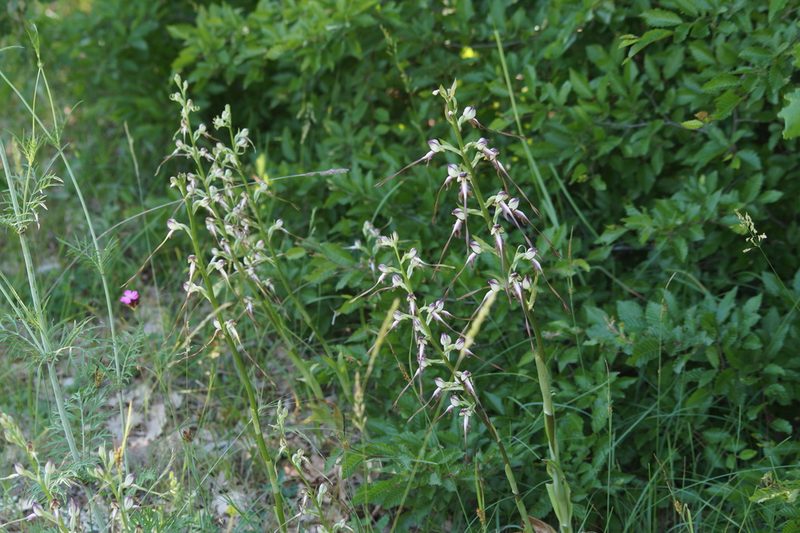 Himantoglossum caprinum, photographed by Sergey Cherkasov