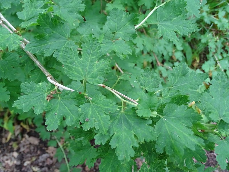 Ribes uva-crispa, photographed by Zeke Marshall