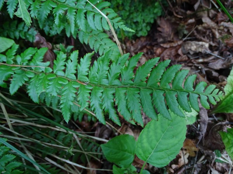 Polystichum aculeatum, photographed by Zeke Marshall