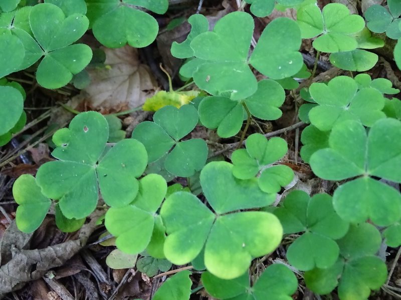 Oxalis acetosella, photographed by Zeke Marshall