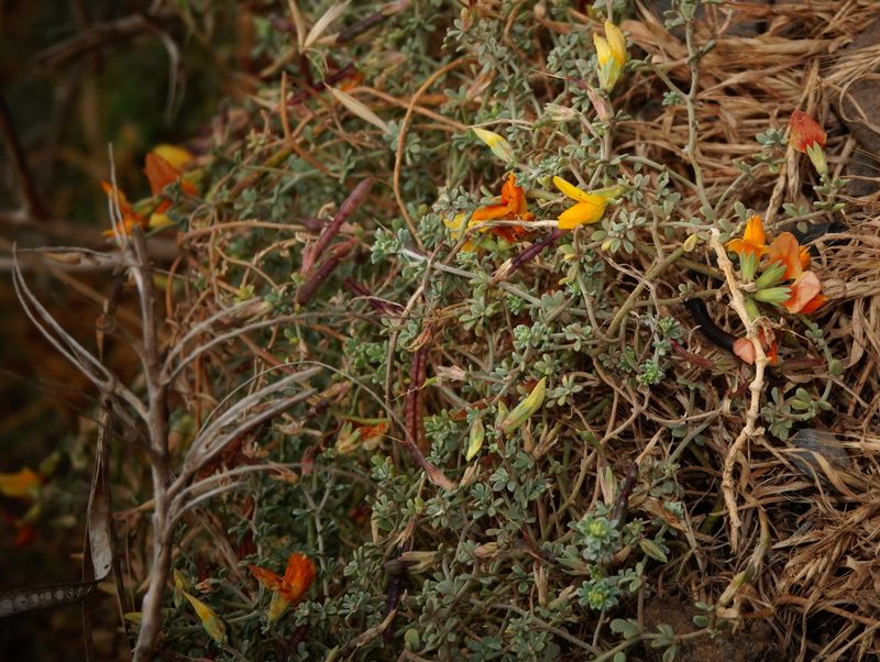 Lotus glaucus, photographed by desertnaturalist