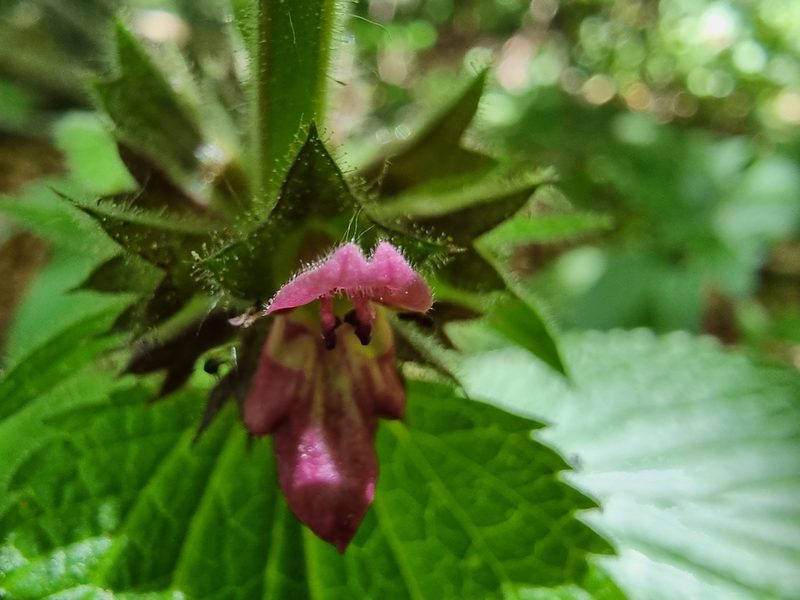 Stachys alpina, photographed by veroalsace