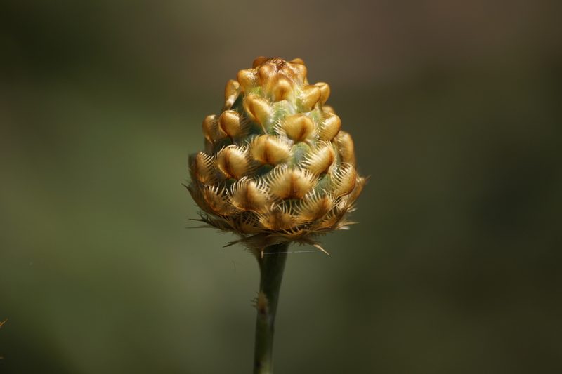 Centaurea orientalis, photographed by Sergey Cherkasov
