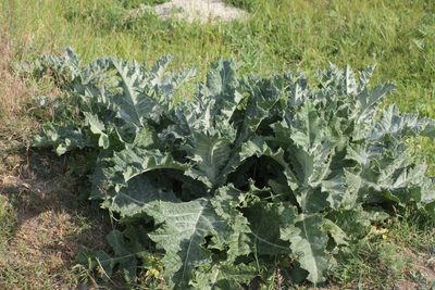Onopordum acanthium, photographed by ll r Ирина