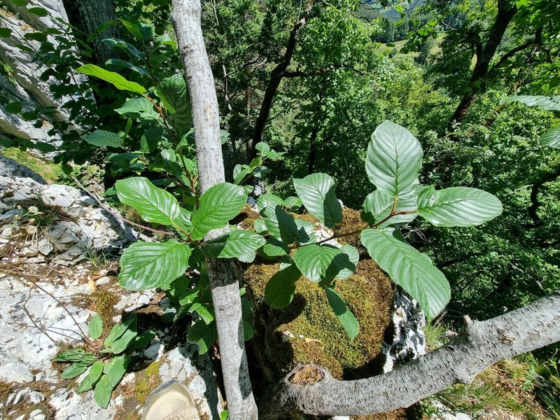 Rhamnus alpina, photographed by veroalsace