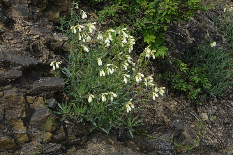 Onosma simplicissima, photographed by Oleg Kosterin