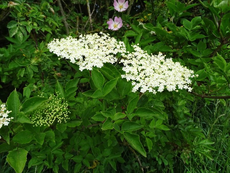 Sambucus nigra, photographed by Zeke Marshall