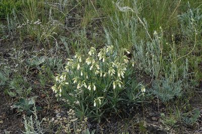 Onosma simplicissima, photographed by Oleg Kosterin