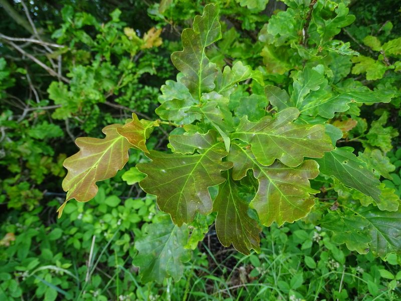 Quercus robur, photographed by Zeke Marshall