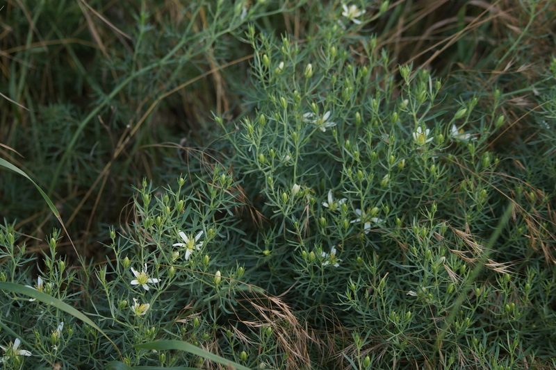 Peganum harmala, photographed by Sergey Cherkasov