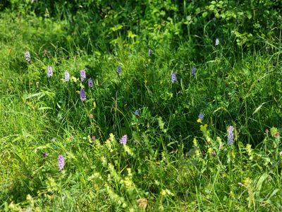 Dactylorhiza maculata, photographed by veroalsace