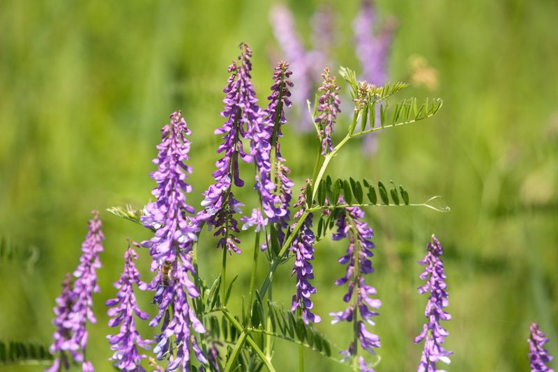 Vicia tenuifolia, photographed by Вячеслав Юсупов