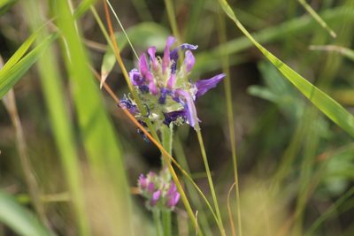 Astragalus onobrychis, photographed by ll r Ирина