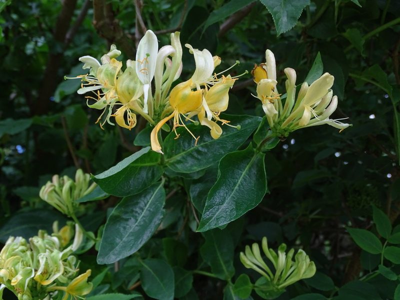Lonicera periclymenum, photographed by Zeke Marshall