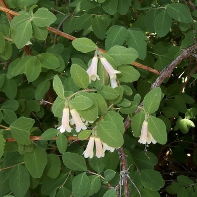 Symphoricarpos rotundifolius, photographed by Sue Carnahan