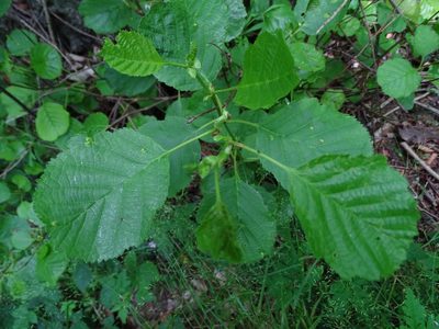 Alnus glutinosa