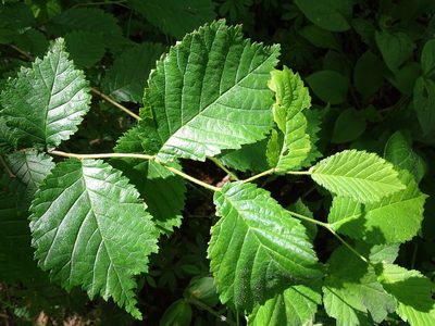 Ulmus glabra, photographed by Zeke Marshall
