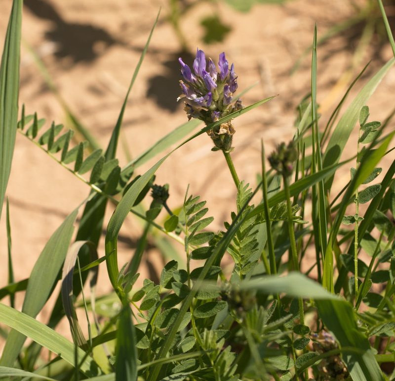 Astragalus danicus, photographed by Вячеслав Юсупов