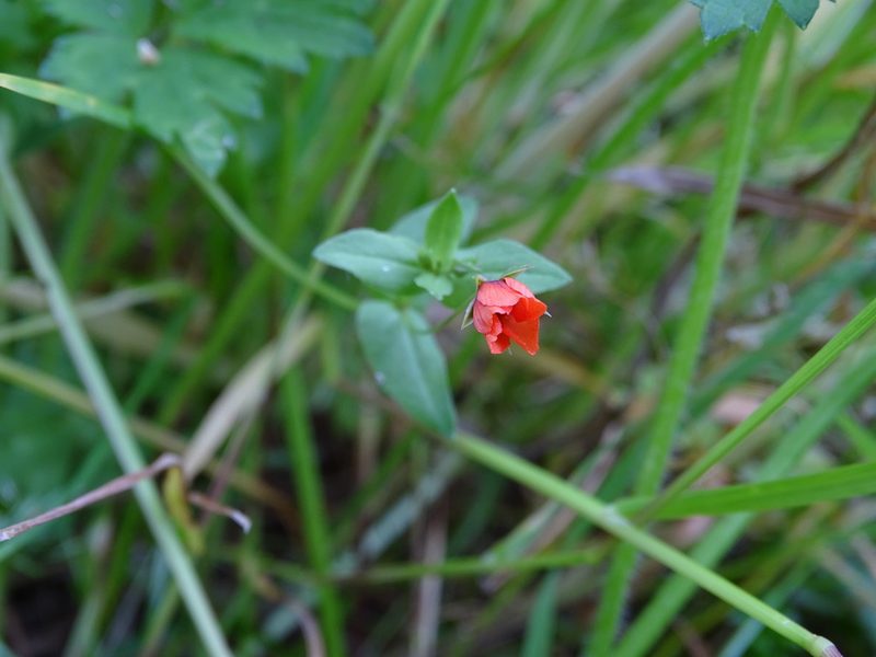 Lysimachia arvensis, photographed by Zeke Marshall