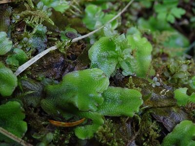 Conocephalum conicum, photographed by Zeke Marshall