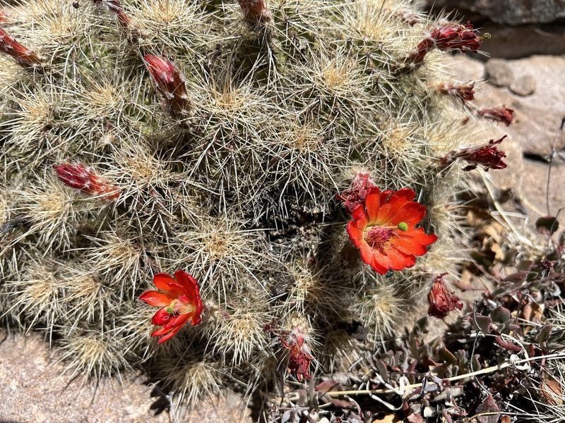Echinocereus santaritensis, photographed by Sue Carnahan