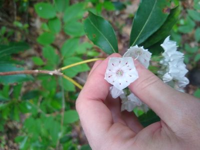 Kalmia latifolia