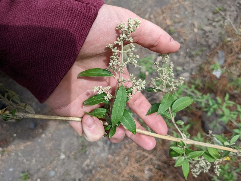 Buddleja parviflora, photographed by Connor McInerney