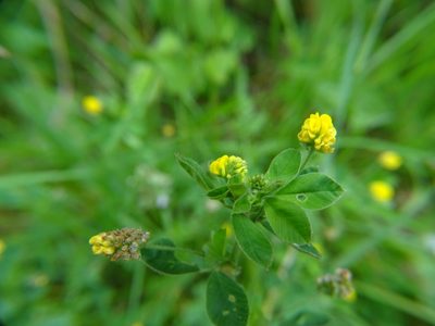 Medicago lupulina