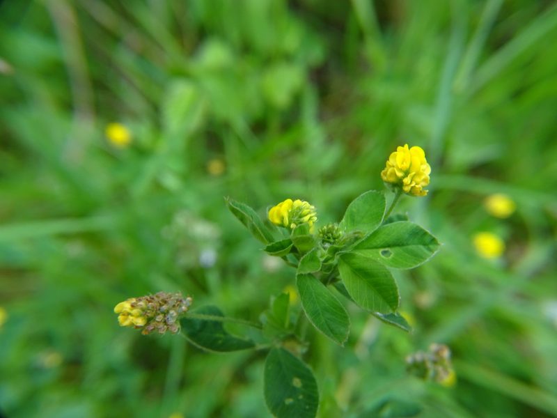 Medicago lupulina, photographed by Zeke Marshall