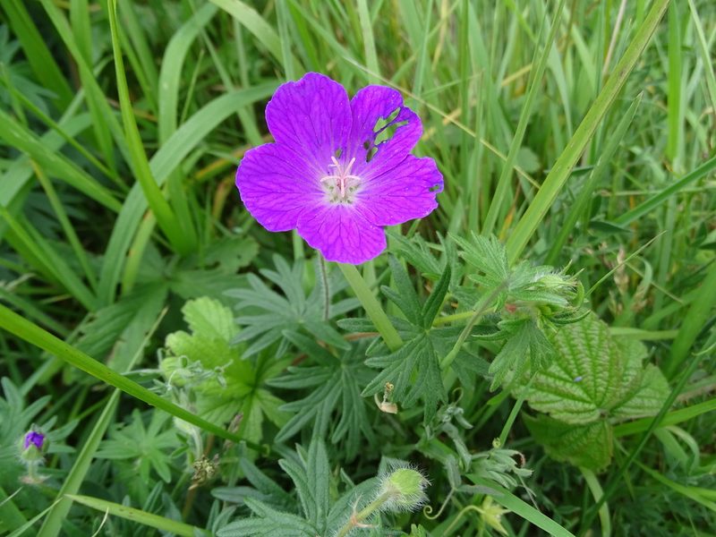 Geranium sanguineum, photographed by Zeke Marshall