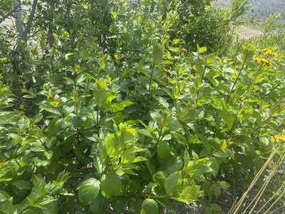 Cephalanthus occidentalis