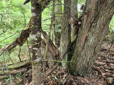 Quercus rubra, photographed by Charlie Wanzer