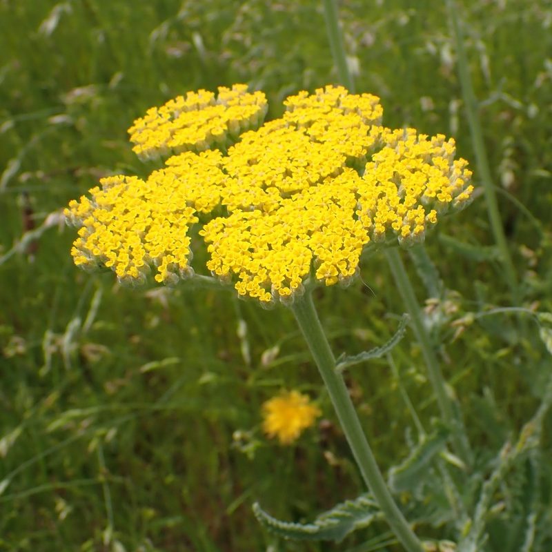 Achillea filipendulina, photographed by giantcicada