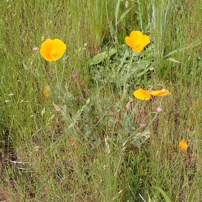 Eschscholzia californica, photographed by giantcicada