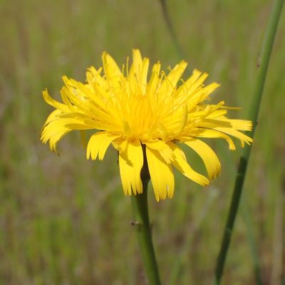 Hypochaeris radicata, photographed by giantcicada
