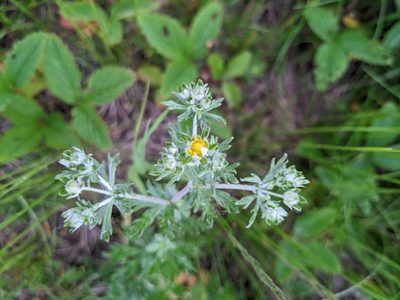 Potentilla argentea, photographed by Cleveland Powell