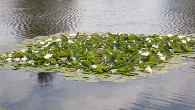 Nymphaea odorata, photographed by giantcicada