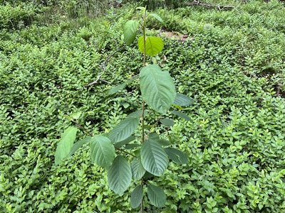 Frangula alnus, photographed by Pavel Kacl