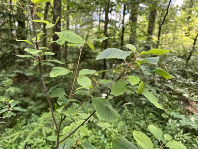 Frangula alnus, photographed by Pavel Kacl