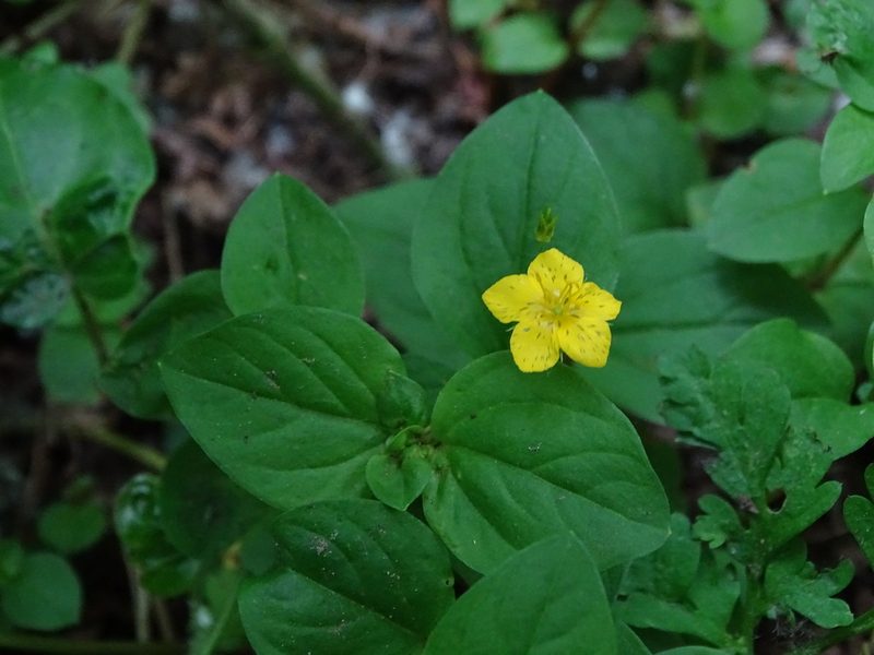 Lysimachia nemorum, photographed by Zeke Marshall