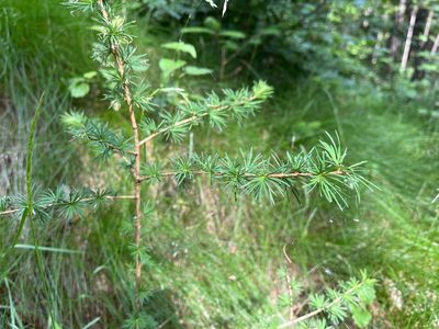 Larix decidua, photographed by Pavel Kacl