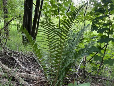 Dryopteris filix-mas, photographed by Pavel Kacl