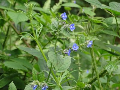 Pentaglottis sempervirens