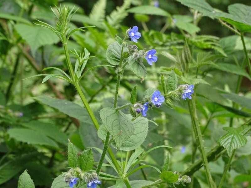 Pentaglottis sempervirens, photographed by Zeke Marshall
